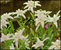 Leontopodium alpinum - Edelweiß, Alpenedelweiß