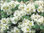 Paronychia kapella ssp. Serpillifolia - Mauermiere, Gewöhnliches Nagelkraut