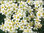 Saxifraga paniculata weiss - Rosettensteinbrech