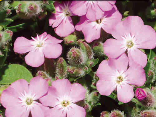 Saponaria oxymoides -Seifenkraut
