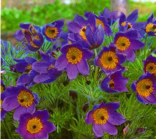Pulsatilla vulgaris- Kuhschelle, Fingerkuhschelle, Sternkuhschelle blau