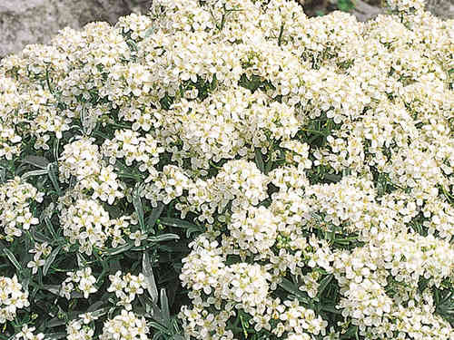 Ptilotrichum spinosum - Dorniges Steinkraut