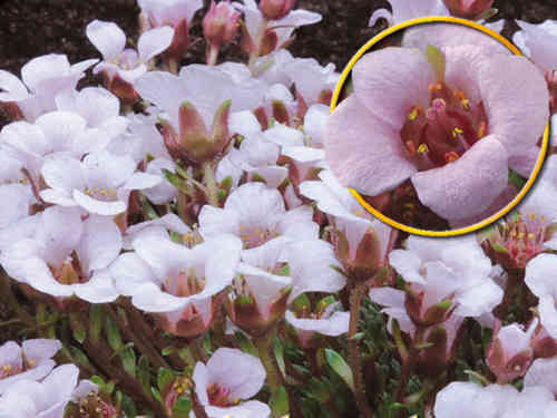 Saxifraga  lilacina - Krustensteinbrech
