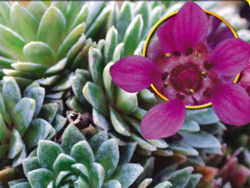 Saxifraga sempervivum - Krustensteinbrech