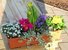 Bepflanzter Frühlings Balkonkasten bunt in 3 Größen erhältlich