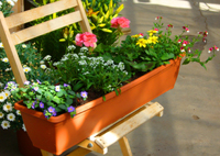Bepflanzter Sommerflor  Balkonkasten bunt in 3 Größen erhältlich