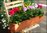 Bepflanzter Balkonkasten mit hängenden Geranien Farb Mix