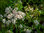 Euphorbia Diamond Frost - Zauberschnee