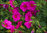 Calibrachoa Million Bells - Zauberglöckchen pink