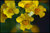 Nemesia caerulea - Sommerveilchen-gelb