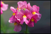 Nemesia caerulea - Sommerveilchen-rosa