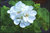 Pelargonium zonale - stehende Geranie - weiß