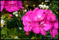 Pelargonium zonale - stehende Geranie - pink
