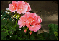 Pelargonium zonale - stehende Geranie - rosa
