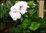 Pelargonium peltatum - halbhängende Efeugeranien -weiß