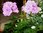 Pelargonium peltatum - halbhängende Efeu Geranien - violett