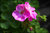 Pelargonium peltatum - halbhängende Efeugeranien - pink