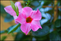 Dipladenia - Mandeville - Hundsgiftpflanze rosé