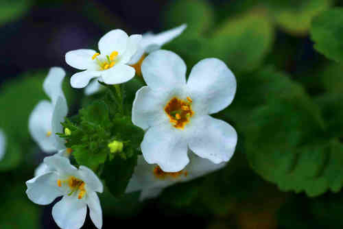 Sutera diffusus - Bacopa, Schneeflöckchen Pflanze weiß