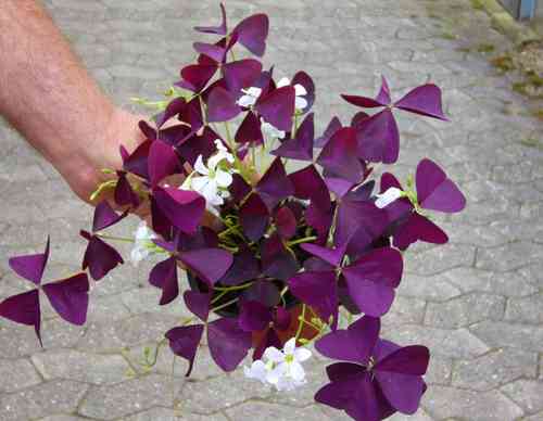 Oxalis regnellii atropurpurea Little Shamrock - roter Zierklee