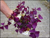 Oxalis regnellii atropurpurea Little Shamrock - roter Zierklee