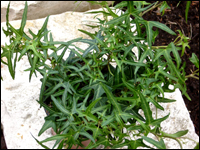 hedera helix  'Sagittifolia'- Pfeilblättriger Efeu
