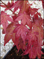 Acer palmatum "Shin Deshojo" - Japanischer Fächerahorn