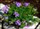 Verbena Hybrida - Verbene / Eisenkraut lila