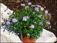 Brachyscome multiflora - Blaues Gänseblümchen