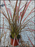 Phormium tenax "Margaret Jones"  -  Neuseeland Flachs