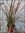 Phormium tenax "Margaret Jones" - Neuseeland Flachs