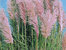 Cortaderia selleona rosea - Rosa blühendes Pampasgras   -Gräser