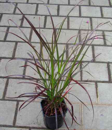 Pennisetum setaceum  rubrum - Rotes oder afrikanisches  Lampenputzergras   -Gräser