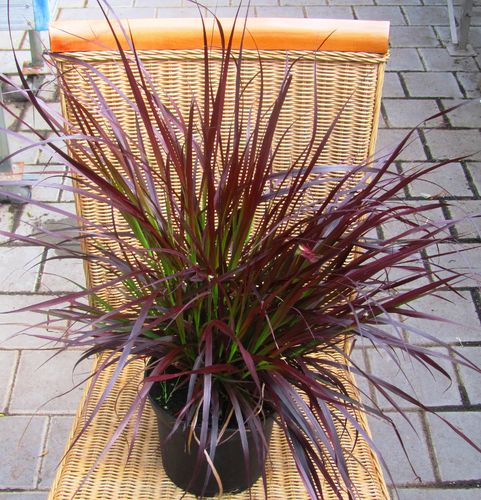 Pennisetum setaceum  rubrum - Rotes oder afrikanisches  Lampenputzergras   -Gräser