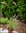 Pennisetum setaceum  rubrum - Rotes oder afrikanisches  Lampenputzergras   -Gräser