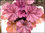 Heuchera cultivare Hybrida 'Berry Smothie' - Purpurglöckchen