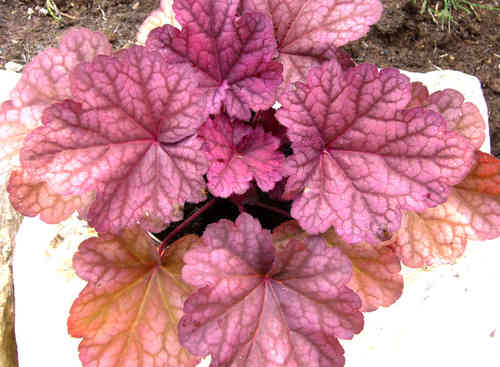 Heuchera cultivare Hybrida 'Berry Smothie' - Purpurglöckchen