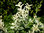 Euonymus fortunei `Harlekin` - Kriechspindel, Spindelstrauch 17 cm Topf