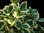 Euonymus japonicus -  Japanspindel grün-weiß  11 cm Topf