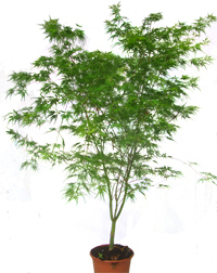 Acer palmatum grünlaubig   Japanischer Fächerahorn