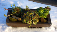 Deko Schale Metall  Bepflanzt mit Sempervivum