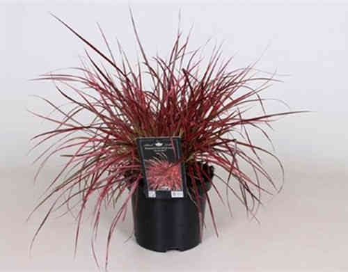 Pennisetum setaceum Fireworks -  Lampenputzergras pink -Gräser