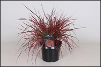 Pennisetum setaceum Fireworks -  Lampenputzergras pink -Gräser