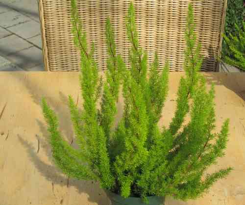 Erica arborea 'Albe' - Baumheide