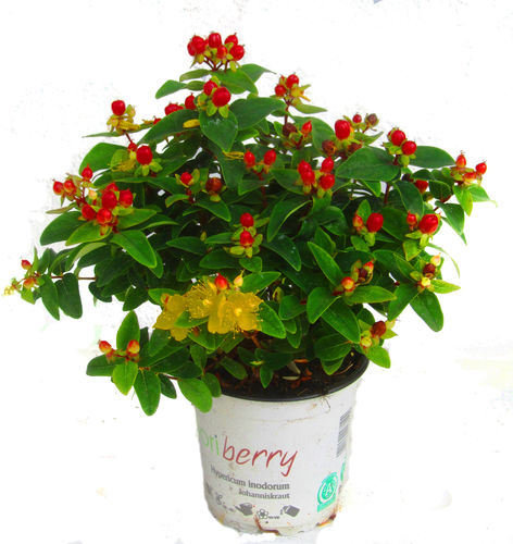 Hypericum inodorum - Zier Johanniskraut 13 cm Topf immergrüner Strauch