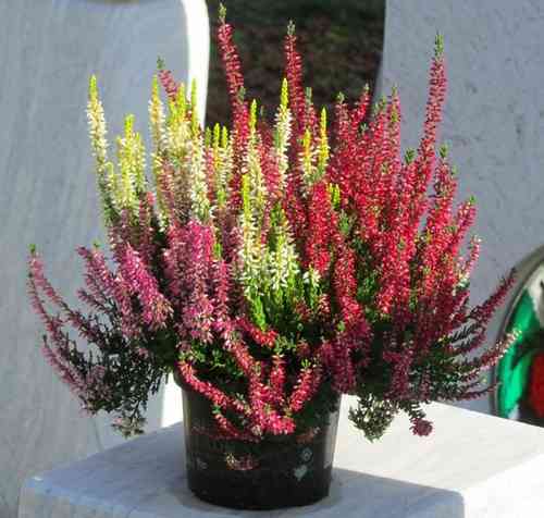 Calluna Vulgaris  - Besenheide, Heidekraut drei farbig