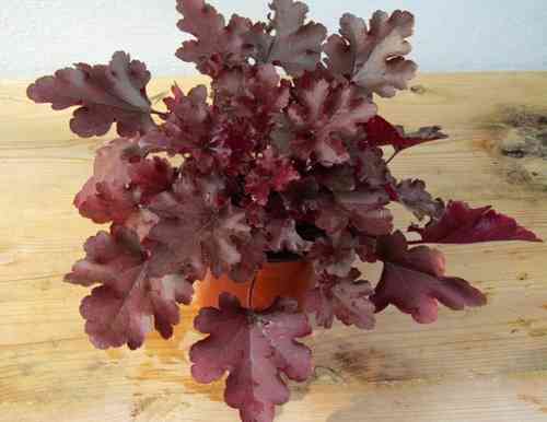 Heuchera cultivare Hybrida 'Red Fury' - Purpurglöckchen