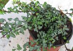 hedera helix  'Mini'-  Rarität!  kleinblättrier Efeu  11cm Topf