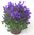 3 Stück Campanula portenschlagiana blau - Dalmatiner Glockenblume