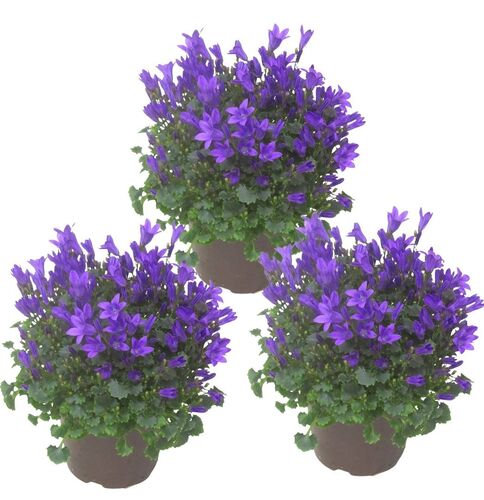 3 Stück Campanula portenschlagiana blau - Dalmatiner Glockenblume